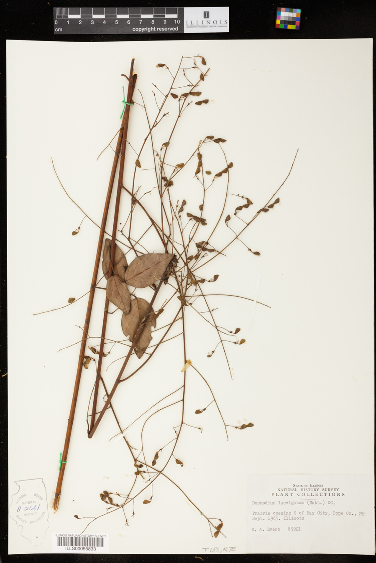 Desmodium laevigatum image