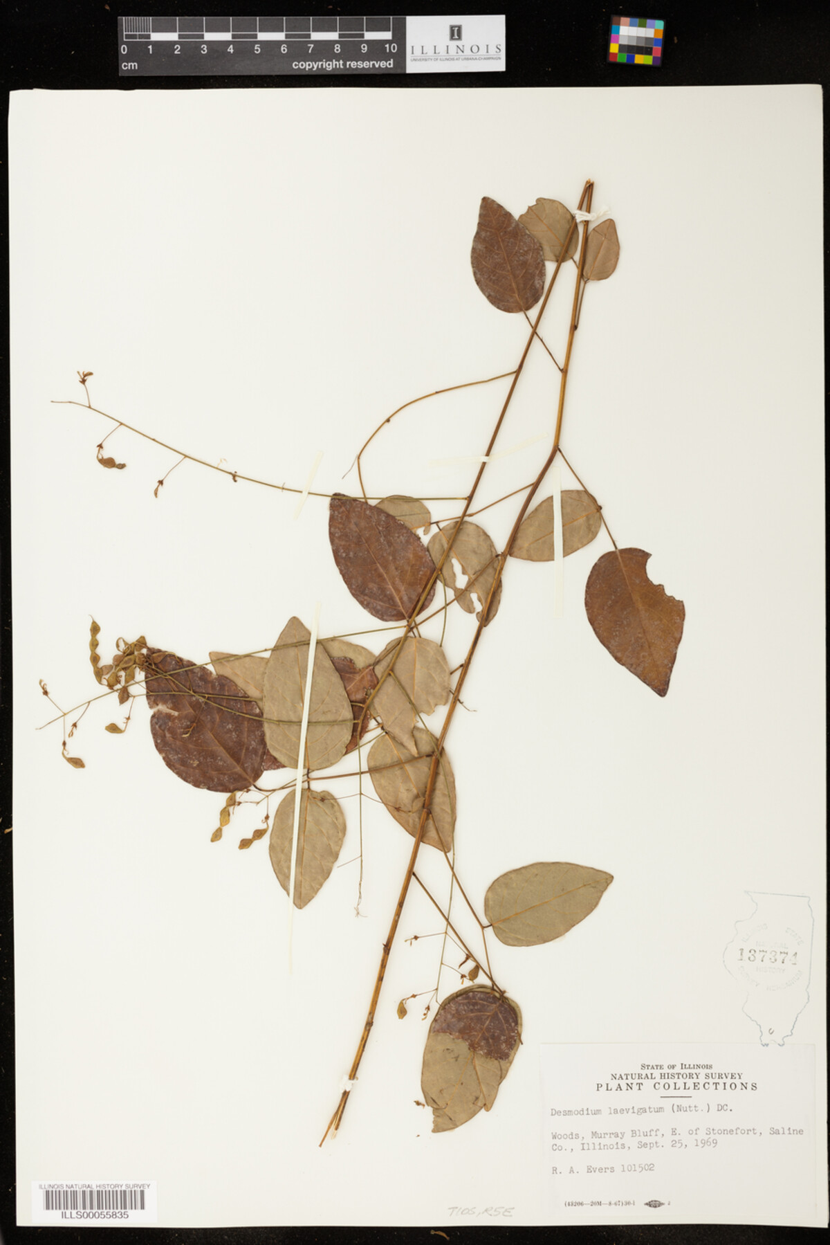 Desmodium laevigatum image