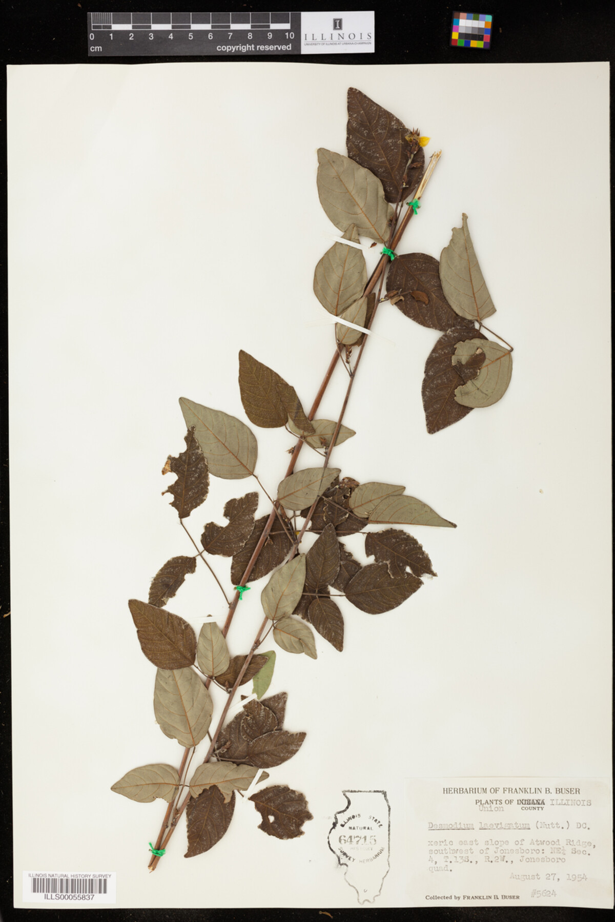 Desmodium laevigatum image