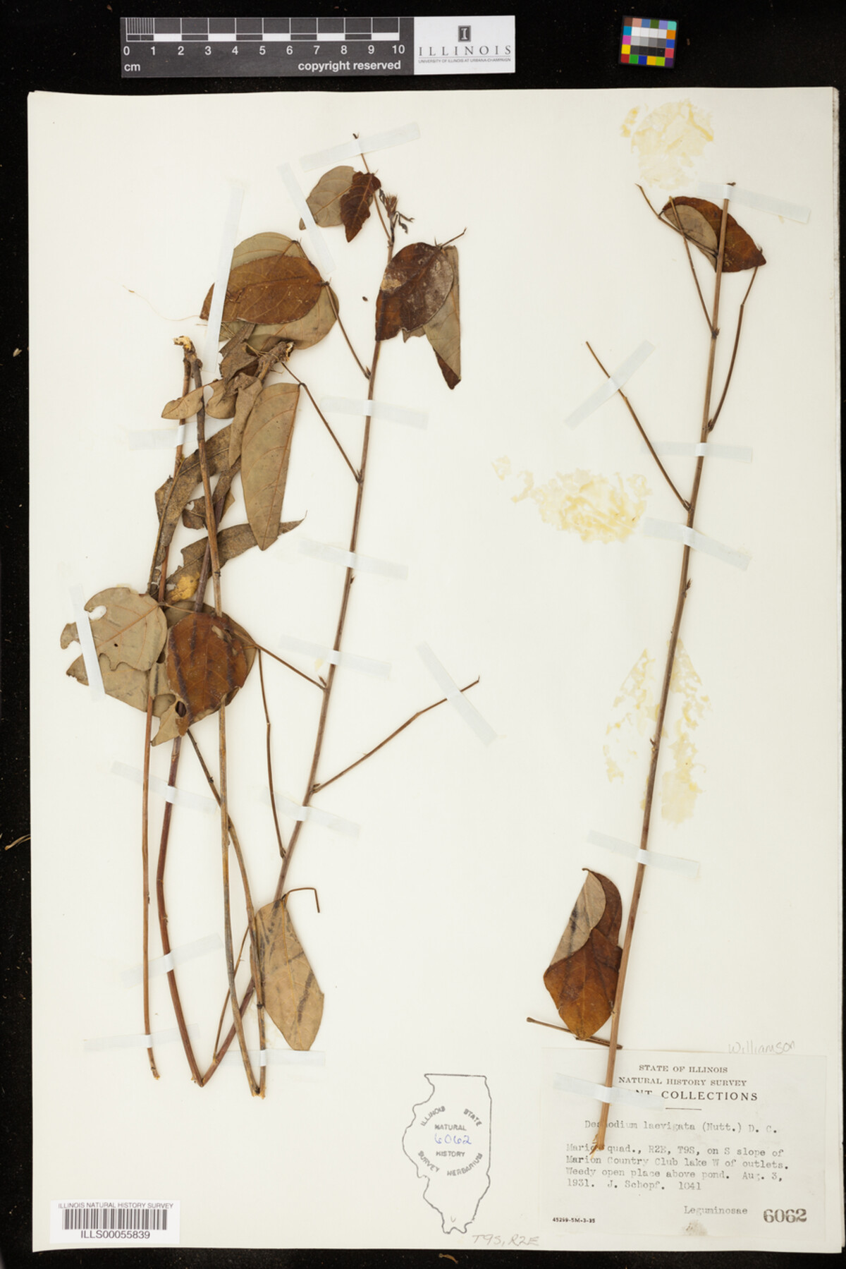 Desmodium laevigatum image