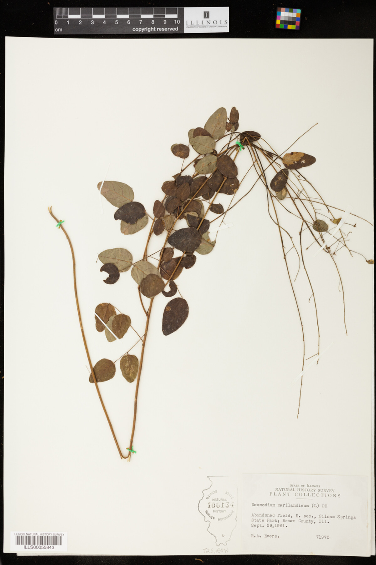 Desmodium marilandicum image