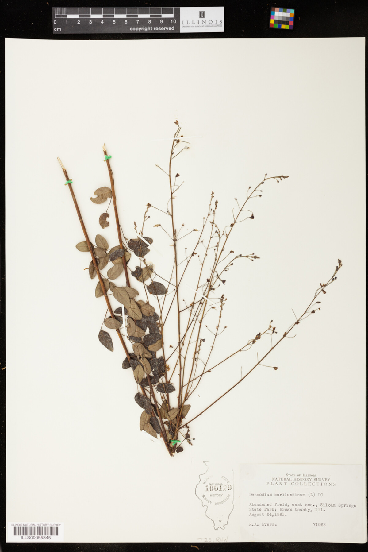 Desmodium marilandicum image