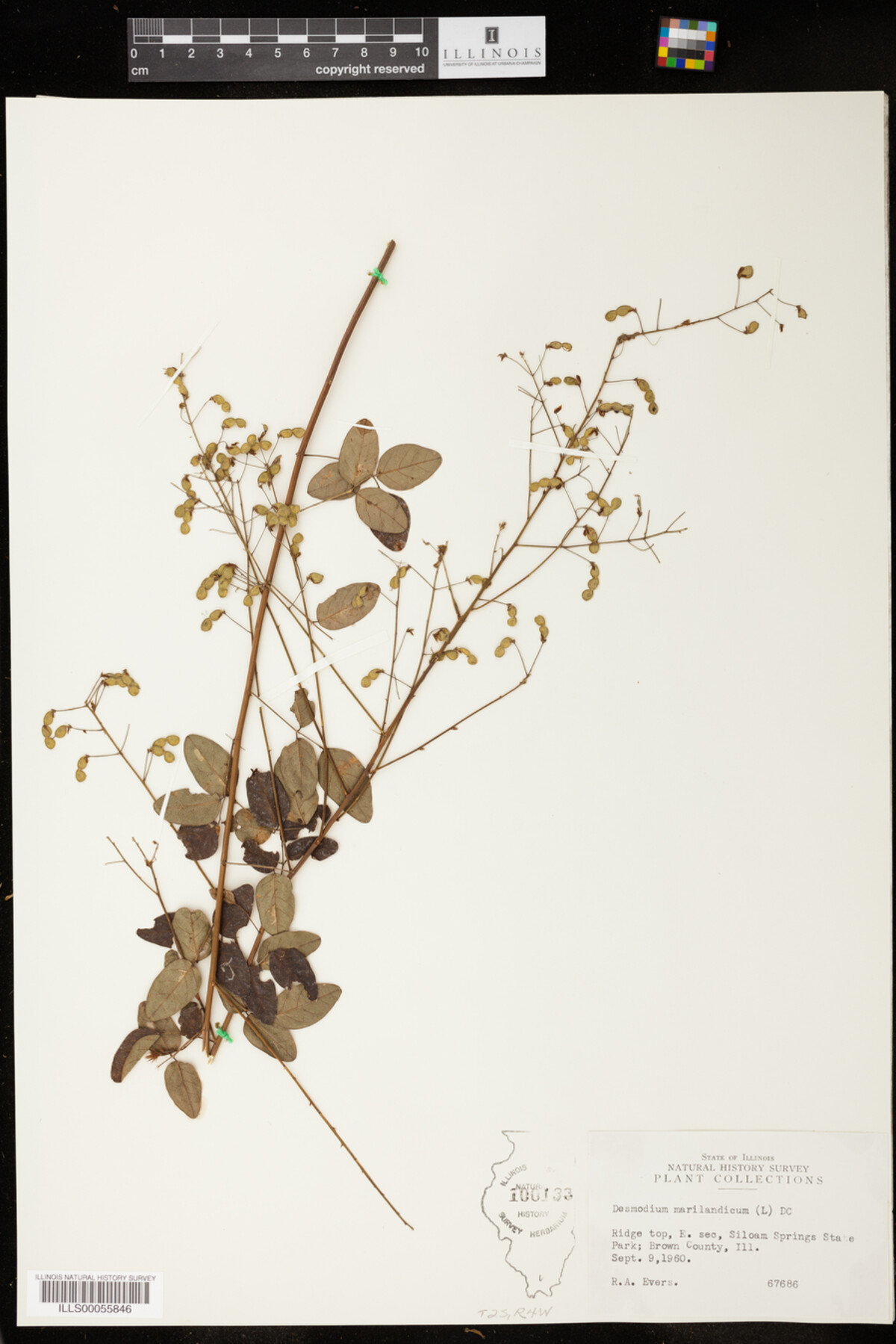Desmodium marilandicum image