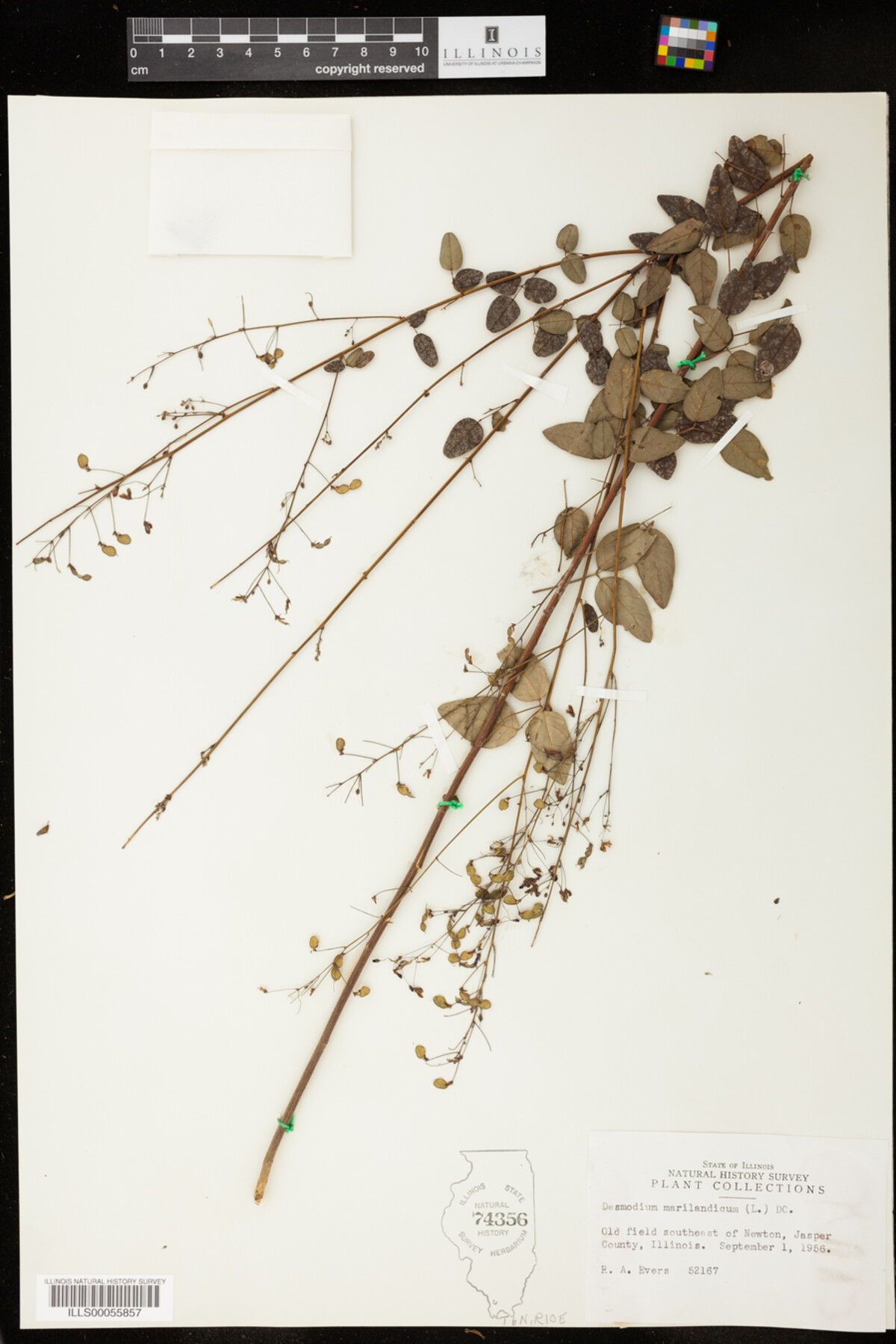 Desmodium marilandicum image