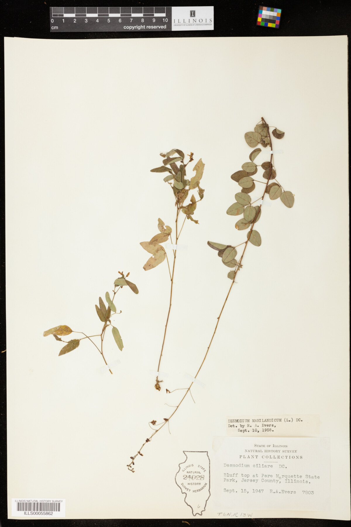 Desmodium marilandicum image