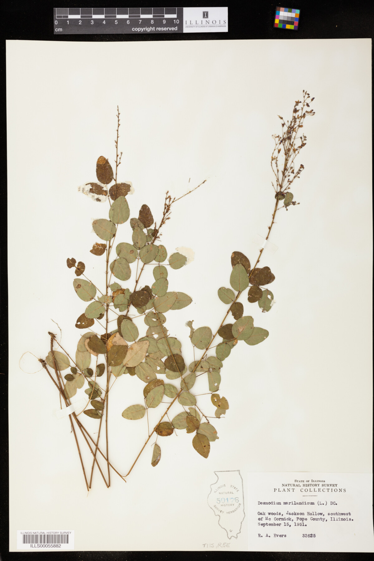 Desmodium marilandicum image