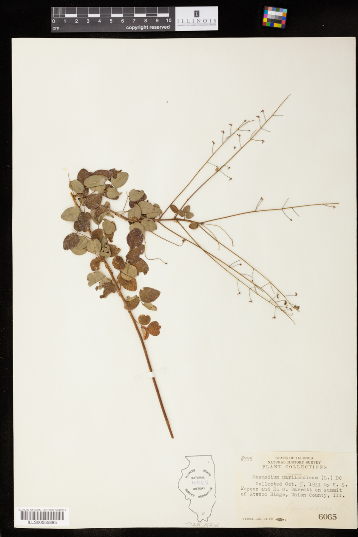 Desmodium marilandicum image