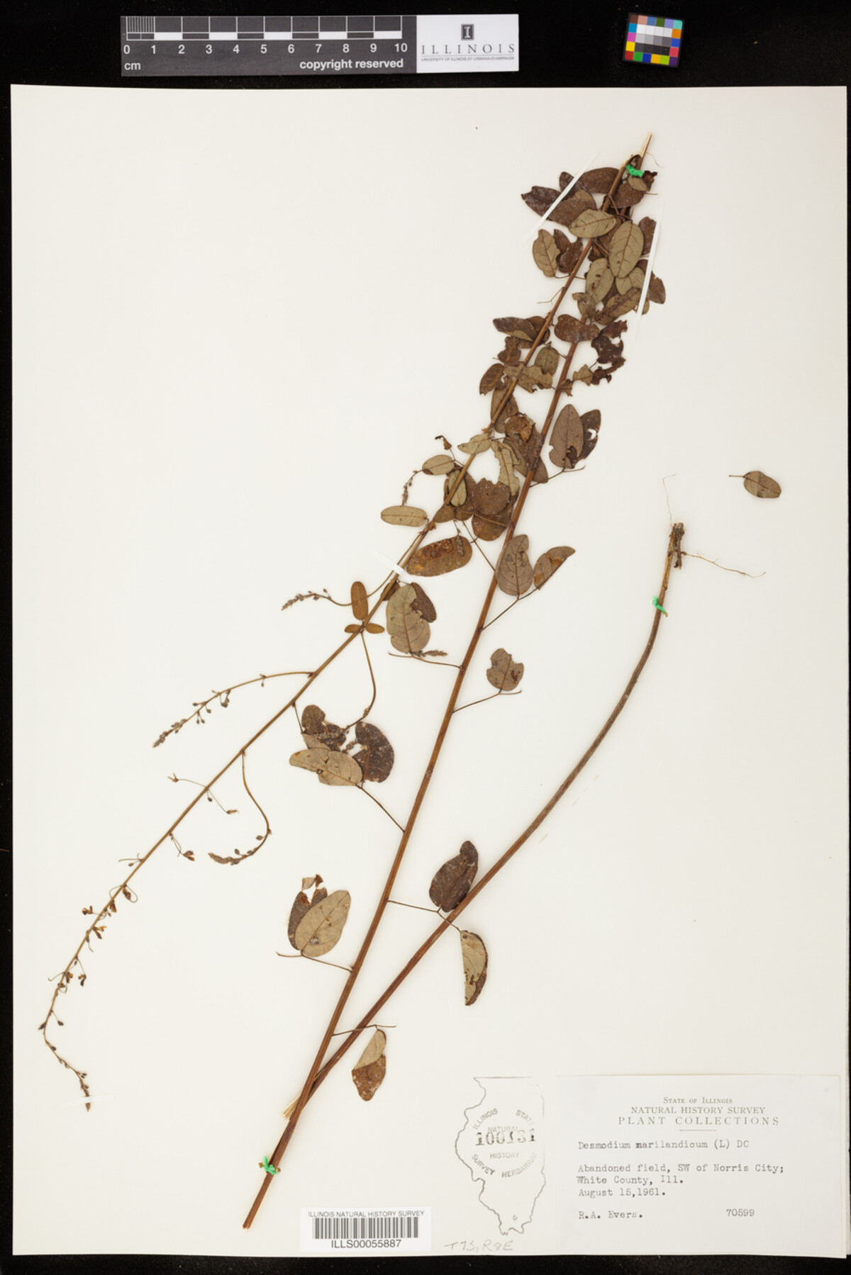 Desmodium marilandicum image