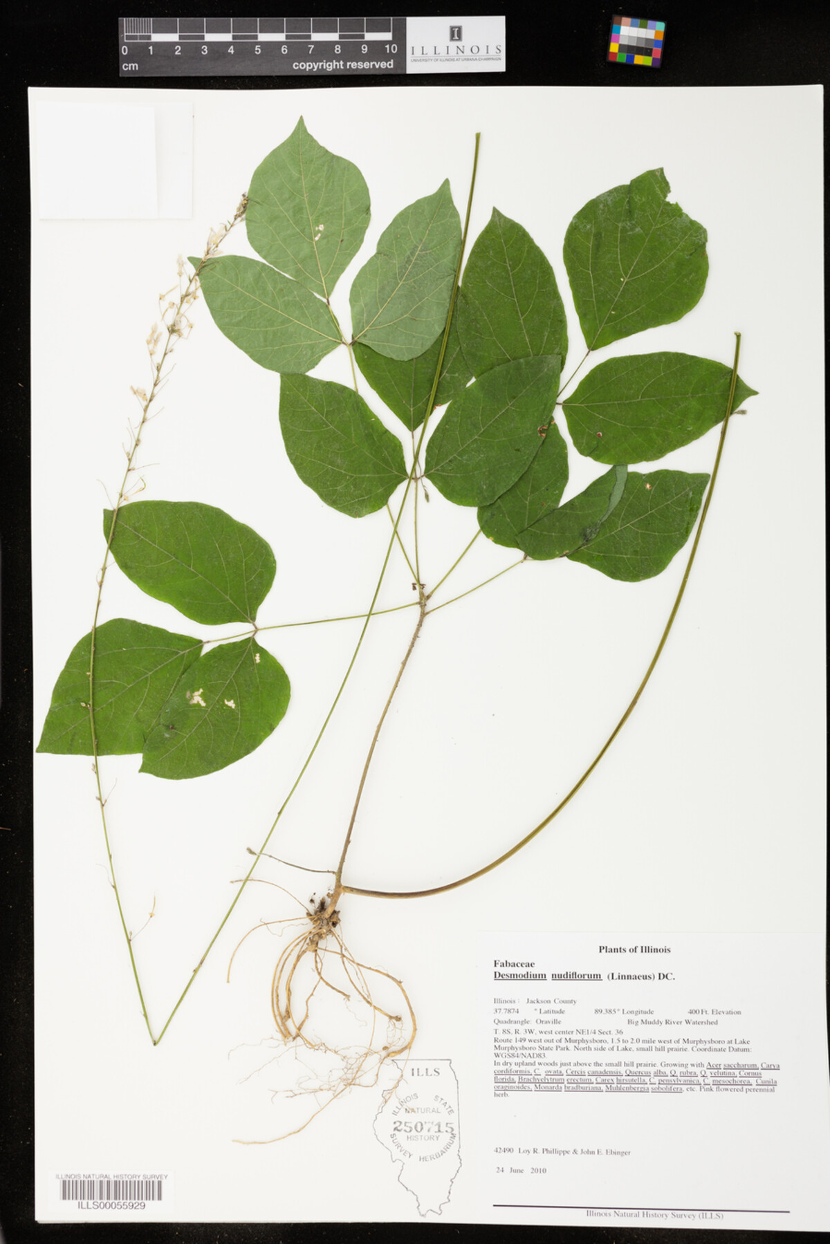 Desmodium nudiflorum image