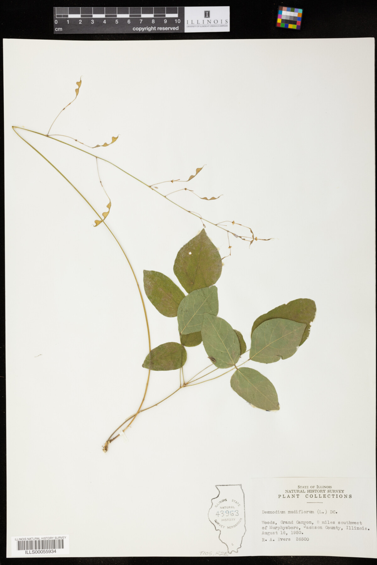 Desmodium nudiflorum image
