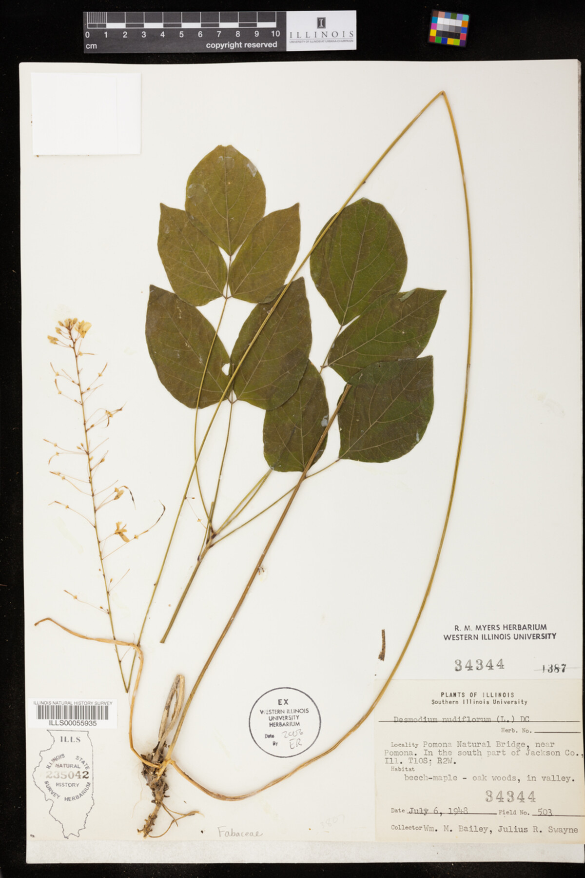 Desmodium nudiflorum image