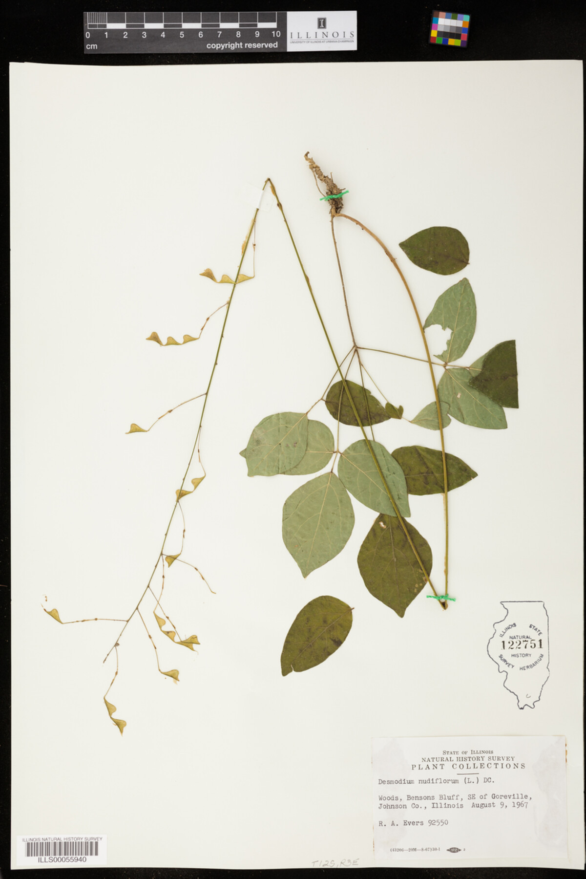 Desmodium nudiflorum image