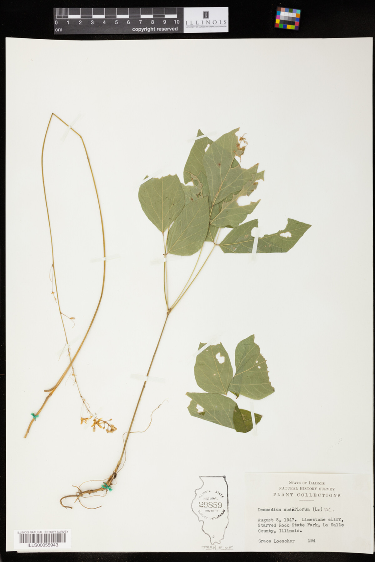Desmodium nudiflorum image