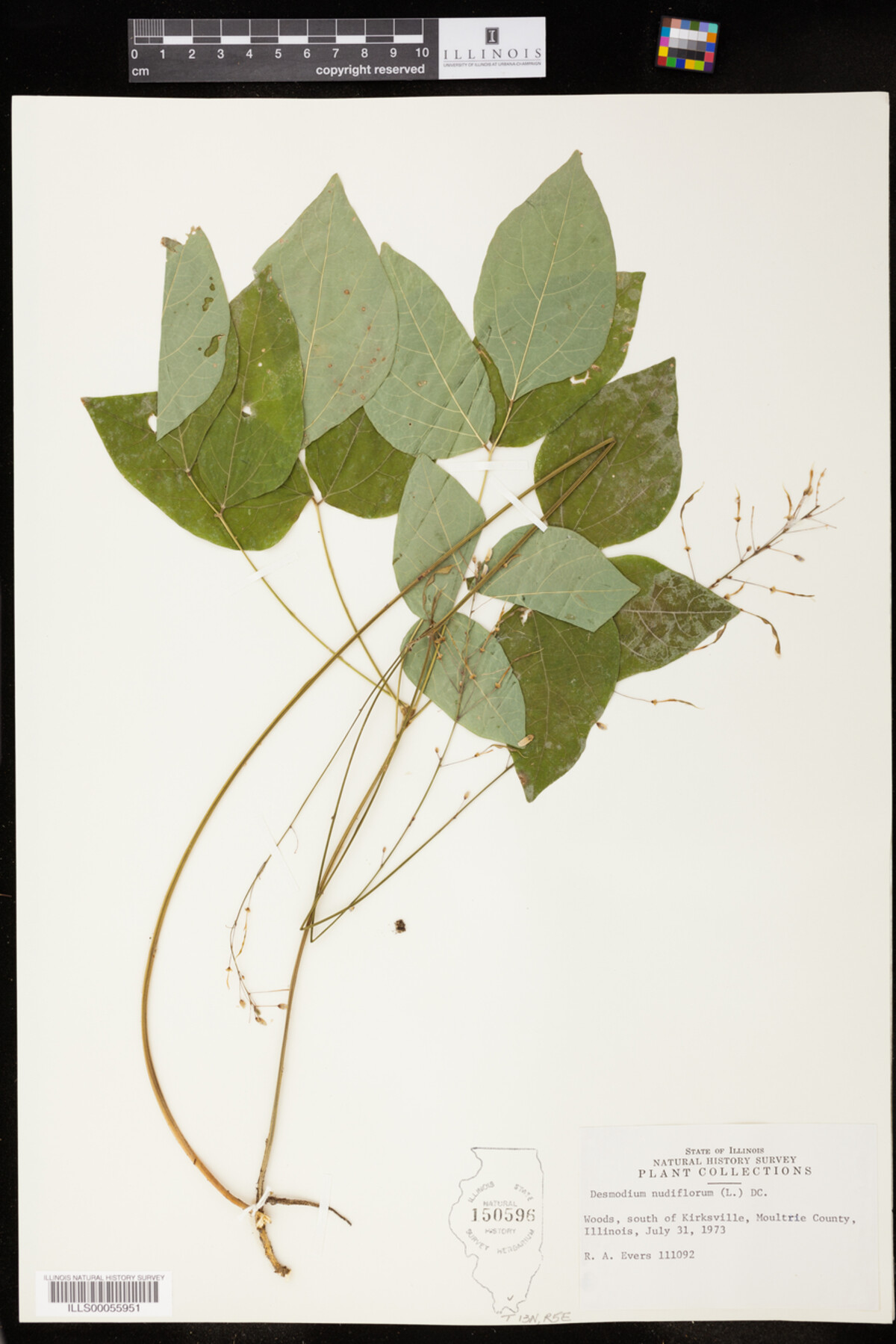 Desmodium nudiflorum image