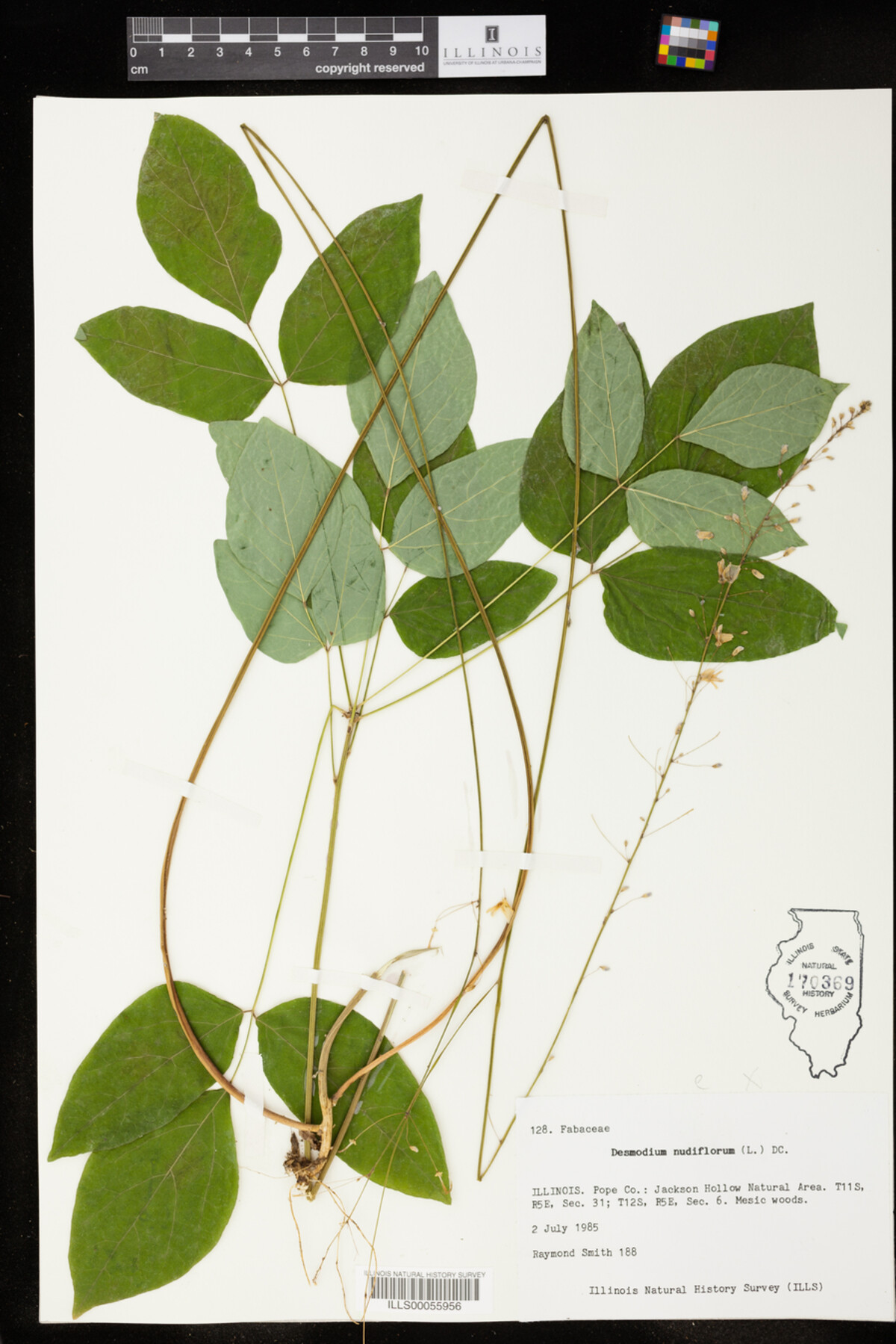 Desmodium nudiflorum image
