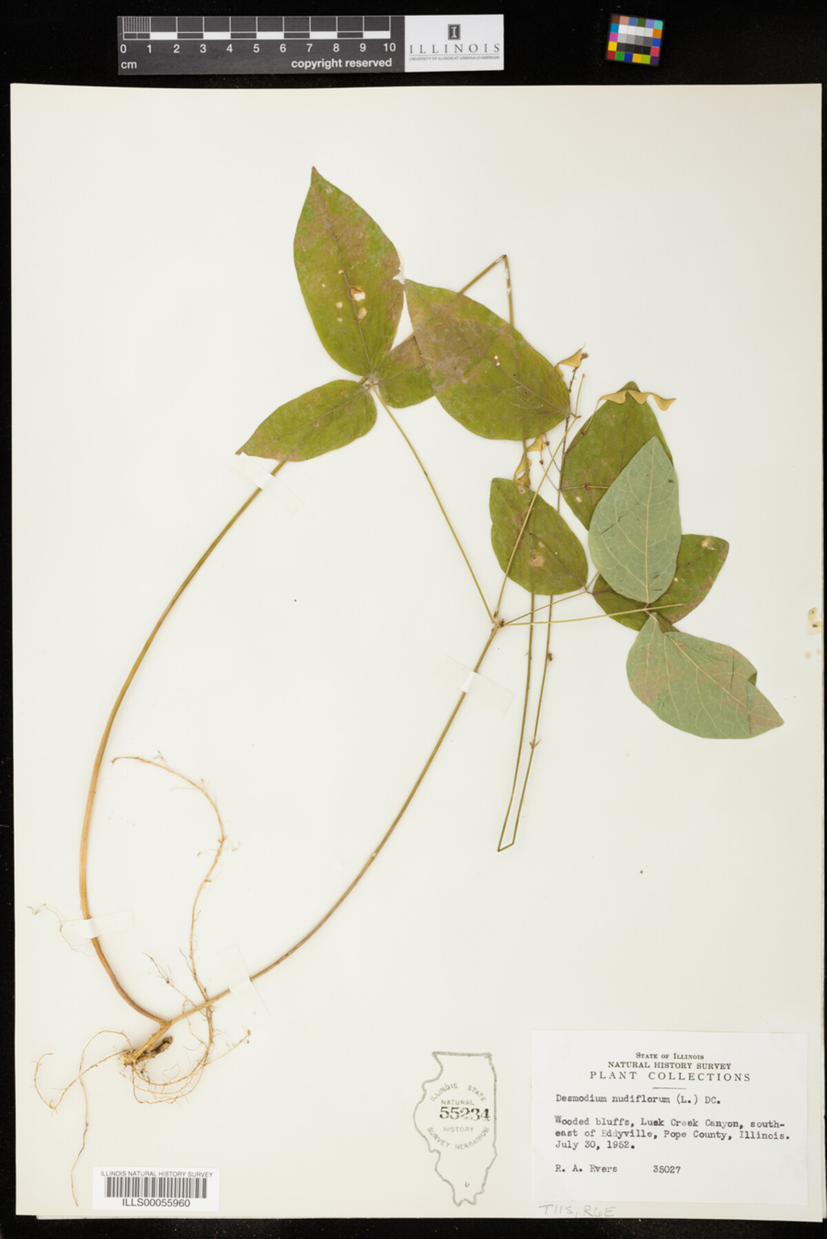 Desmodium nudiflorum image