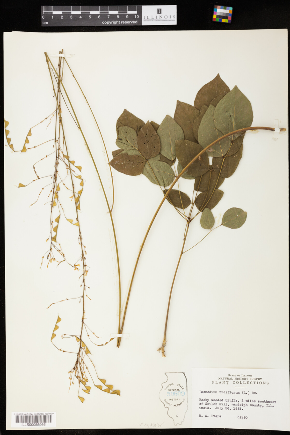 Desmodium nudiflorum image