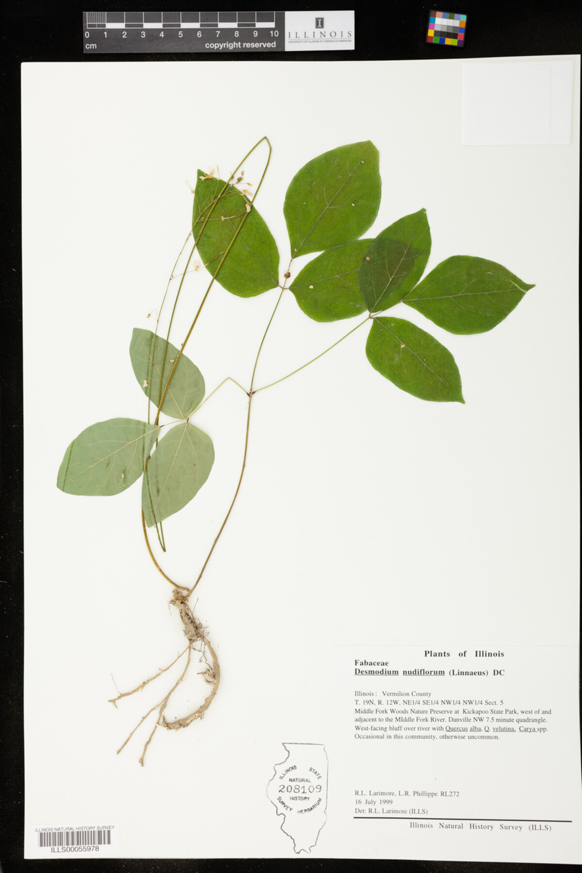 Desmodium nudiflorum image