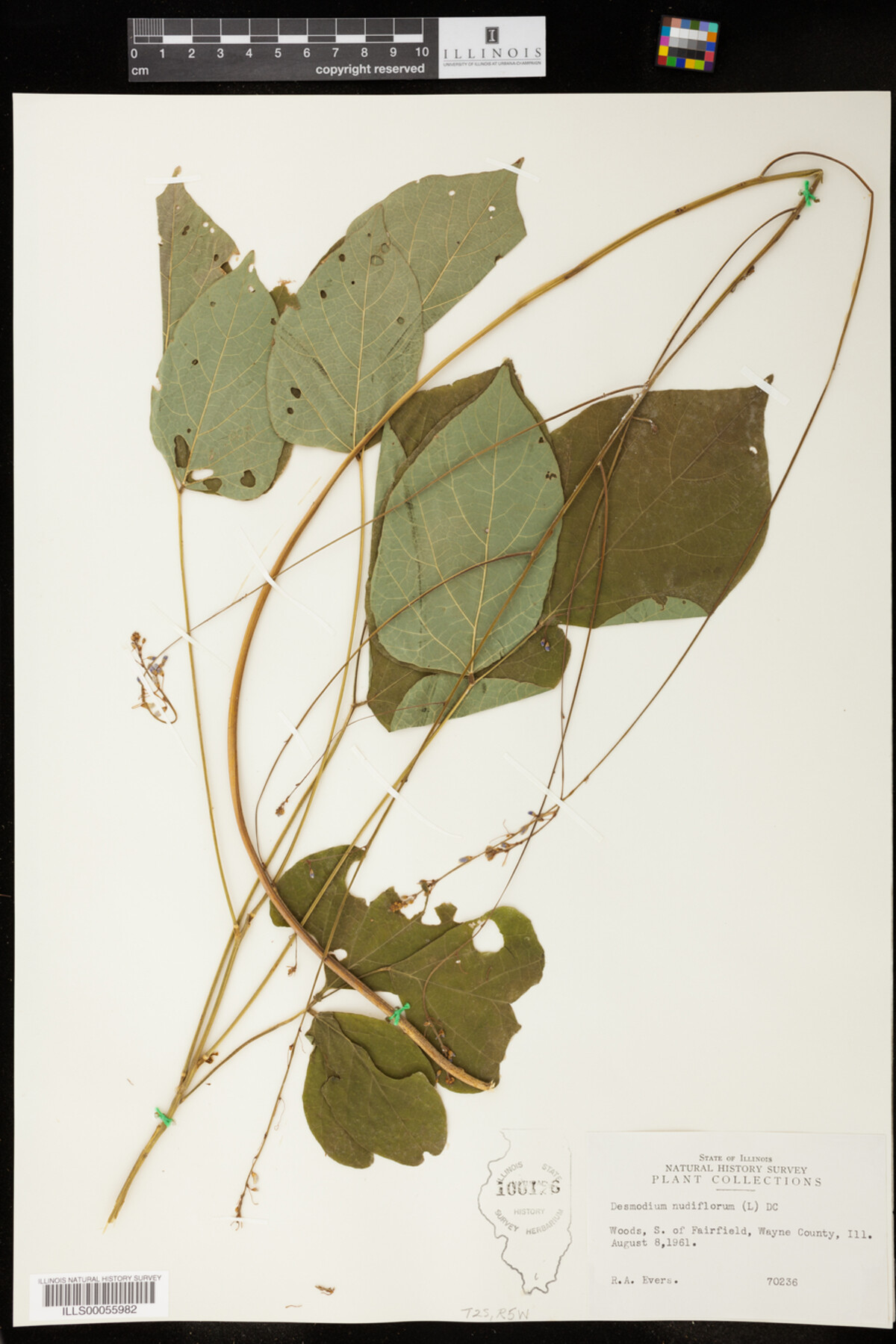 Desmodium nudiflorum image