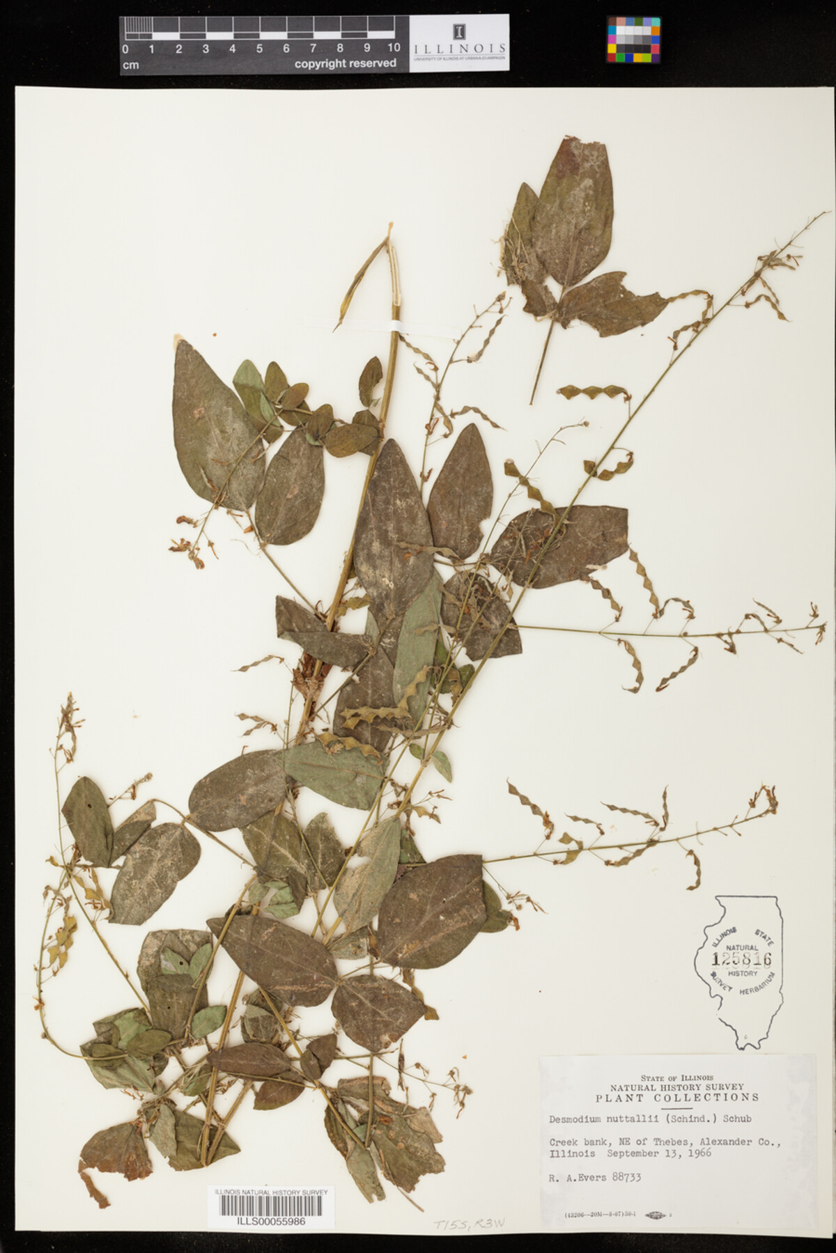 Desmodium nuttallii image