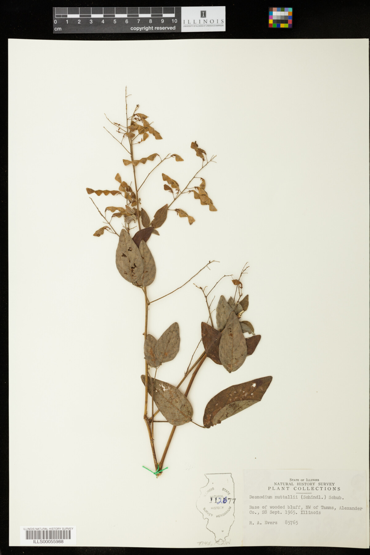 Desmodium nuttallii image
