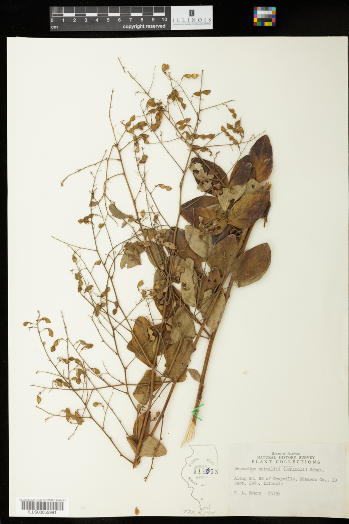 Desmodium nuttallii image