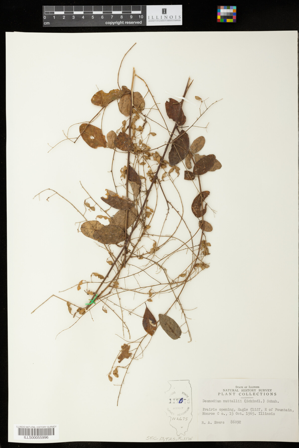 Desmodium nuttallii image