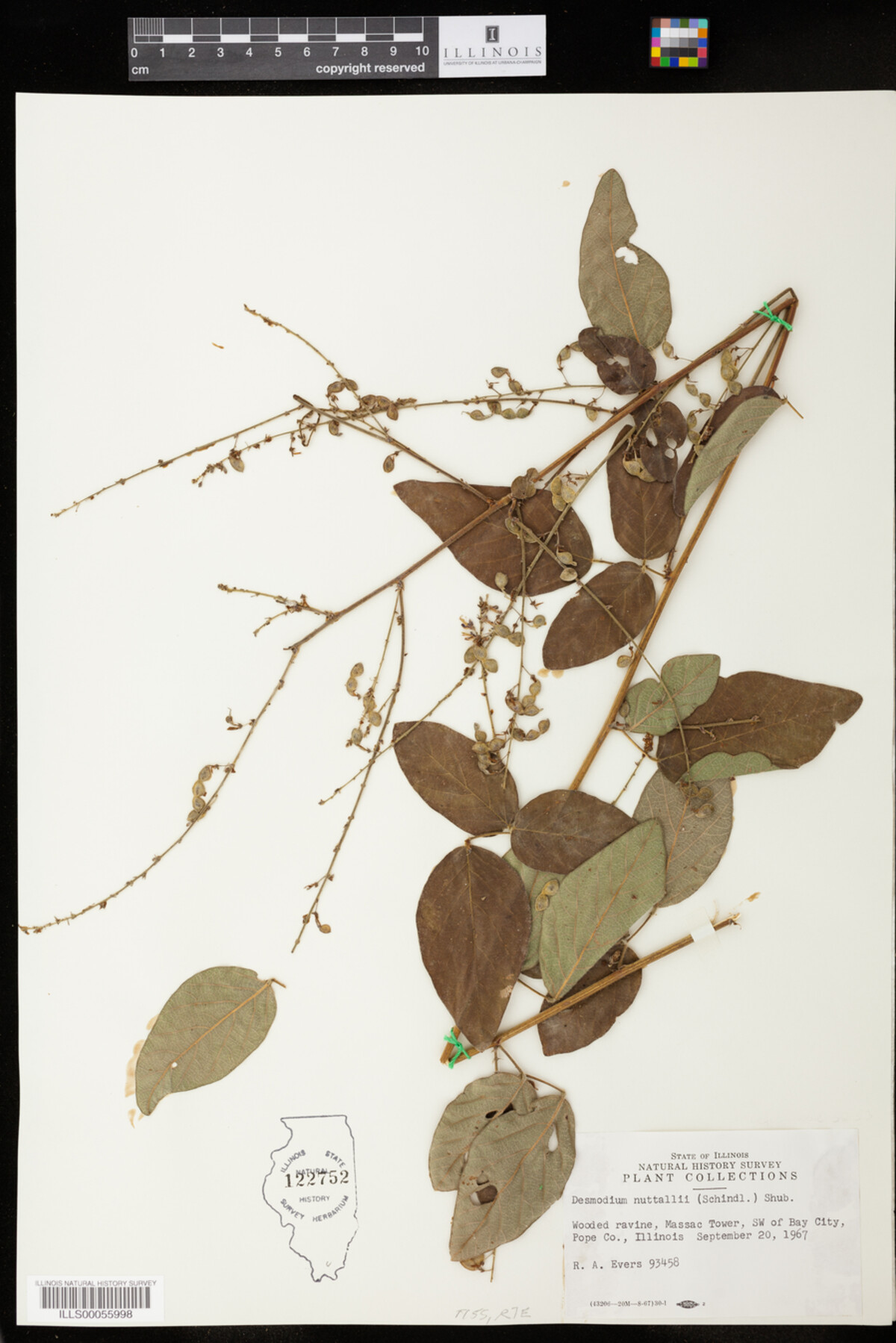 Desmodium nuttallii image