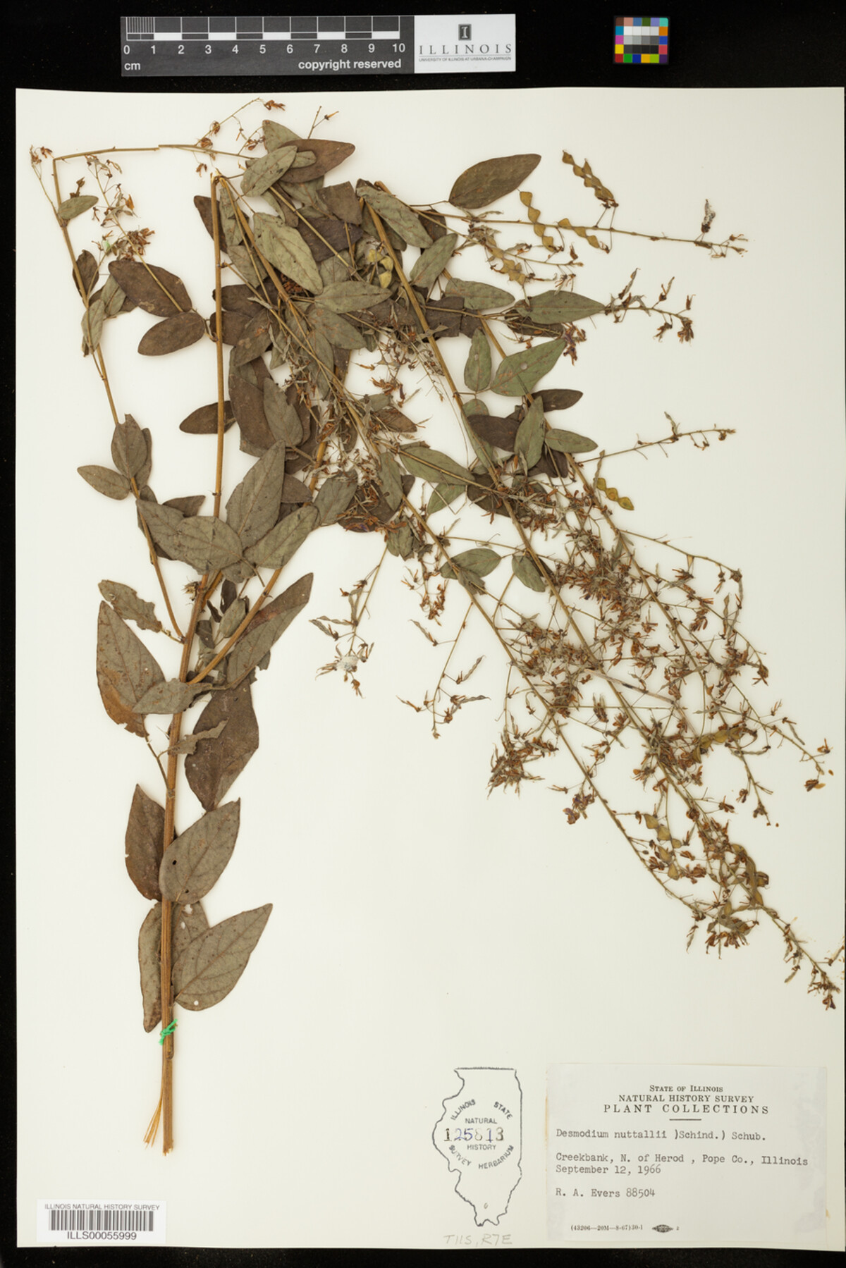 Desmodium nuttallii image