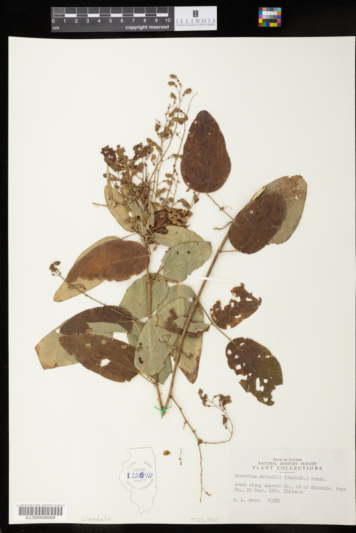 Desmodium nuttallii image