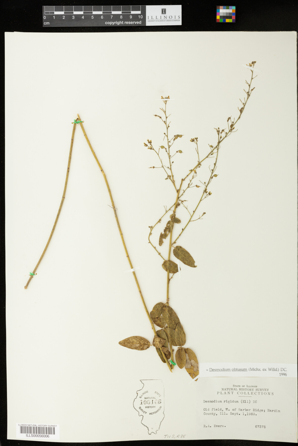 Desmodium obtusum image