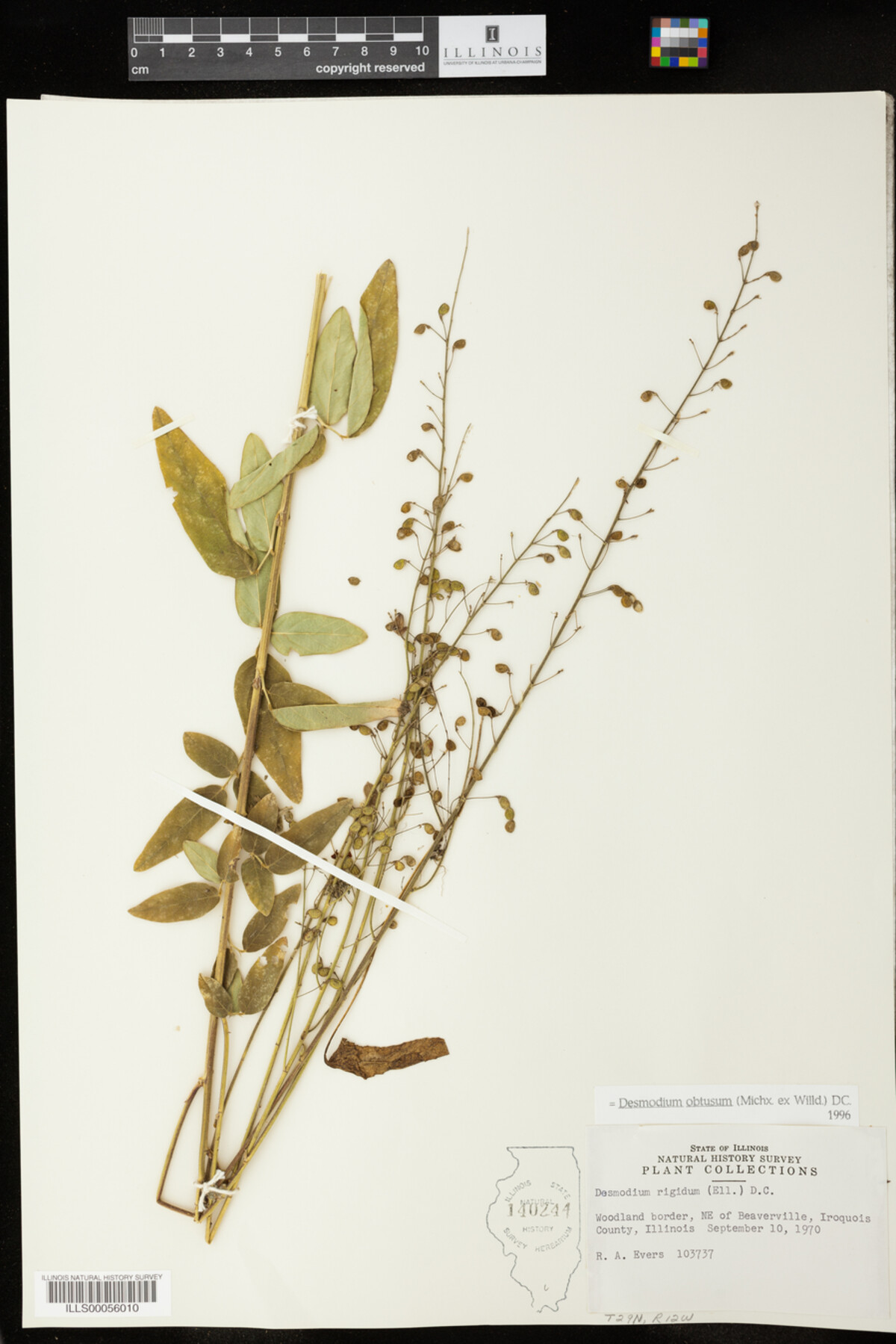 Desmodium obtusum image