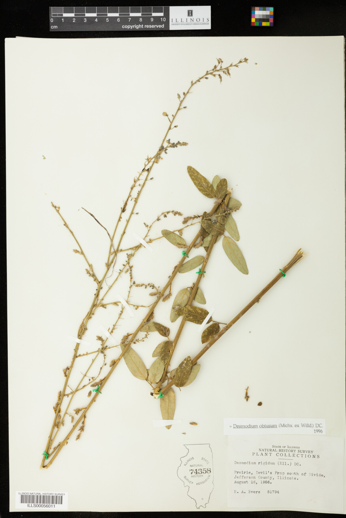 Desmodium obtusum image