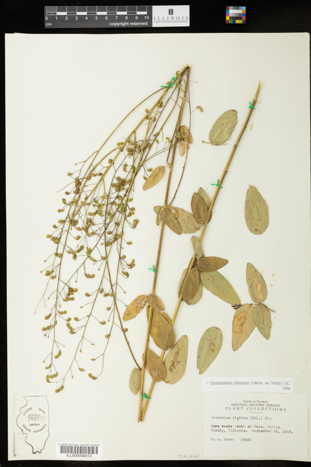 Desmodium obtusum image