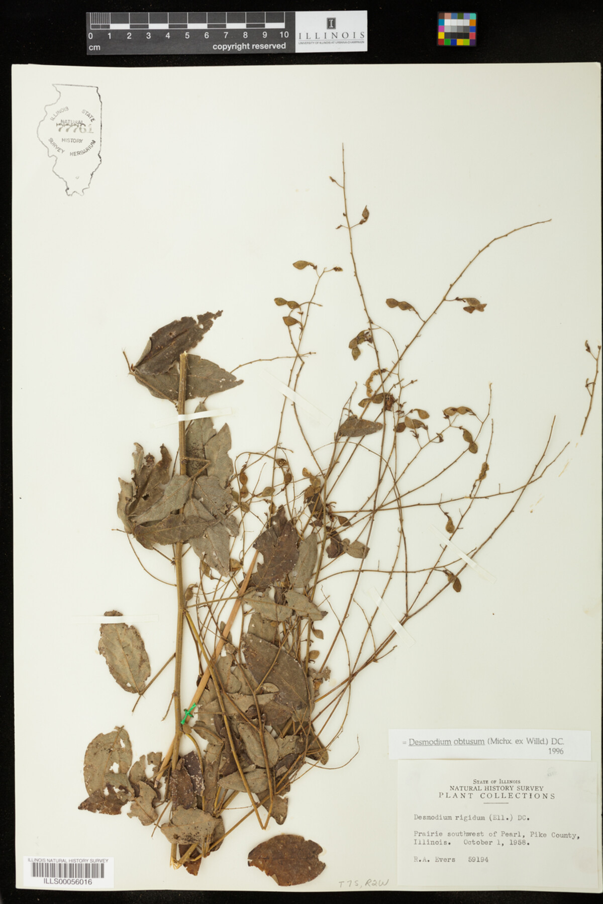 Desmodium obtusum image