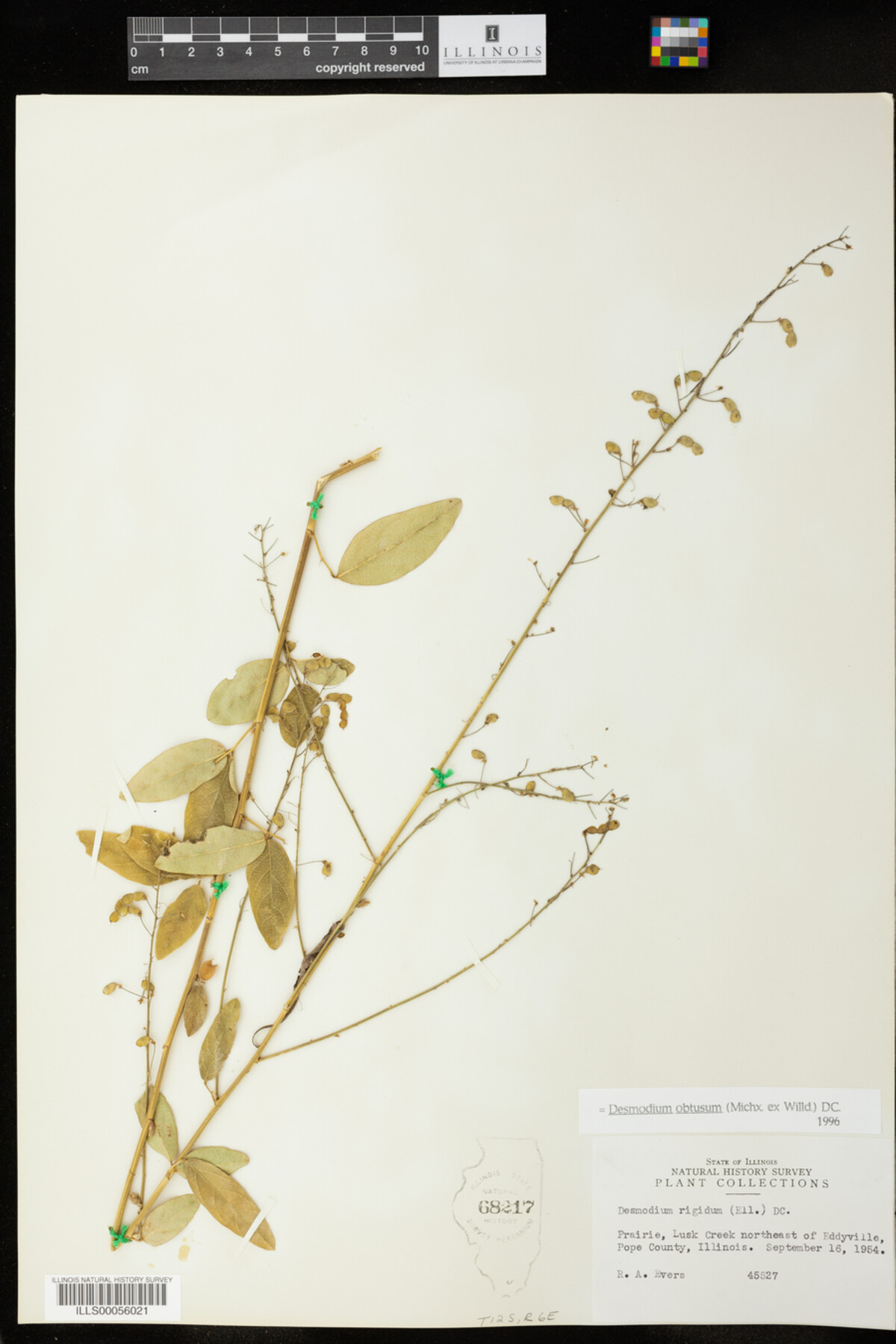 Desmodium obtusum image
