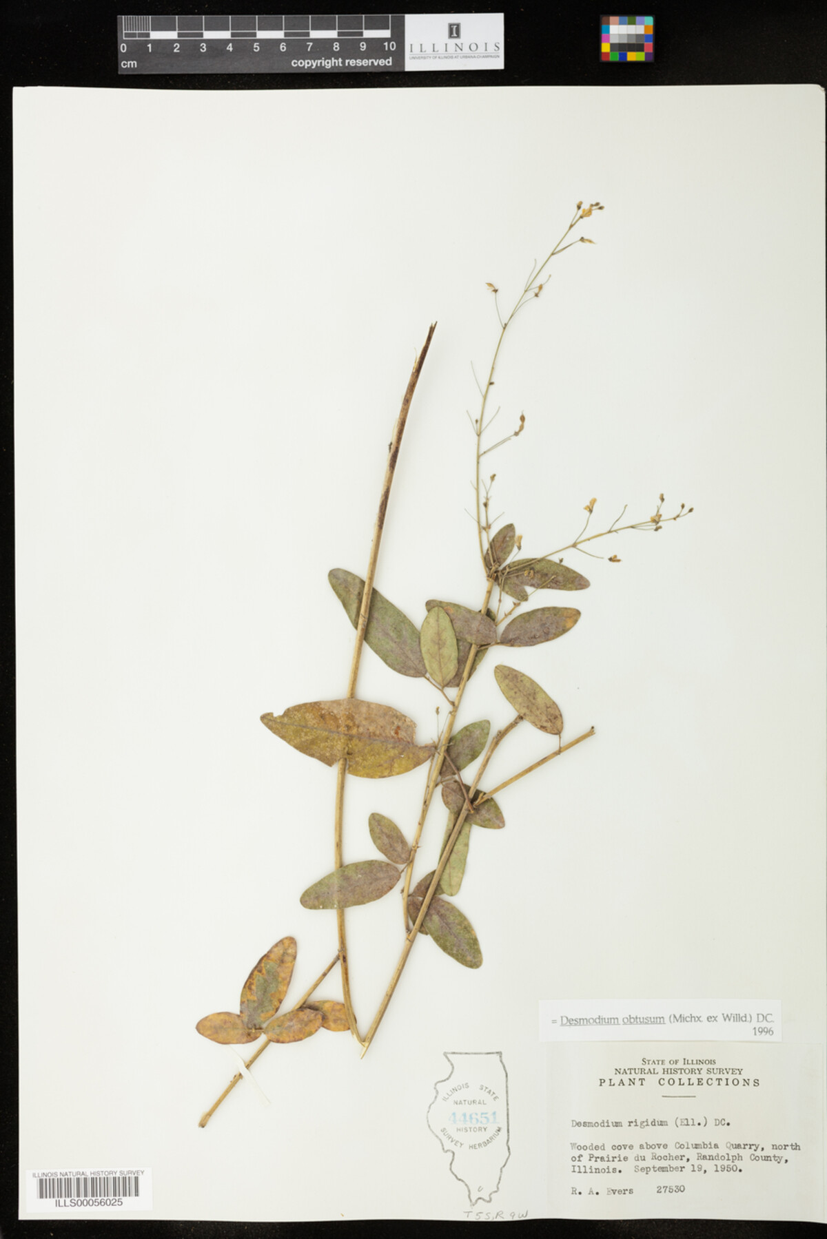 Desmodium obtusum image