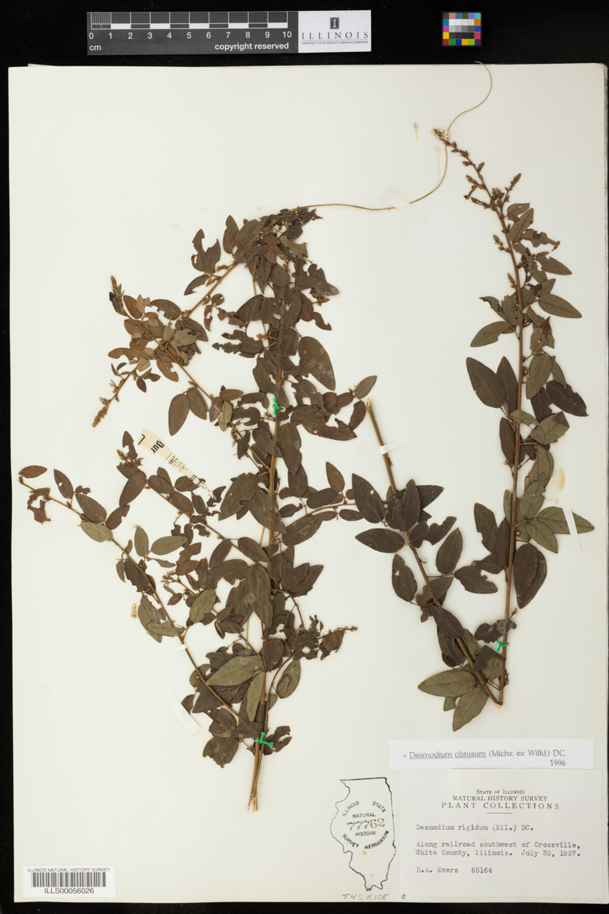 Desmodium obtusum image