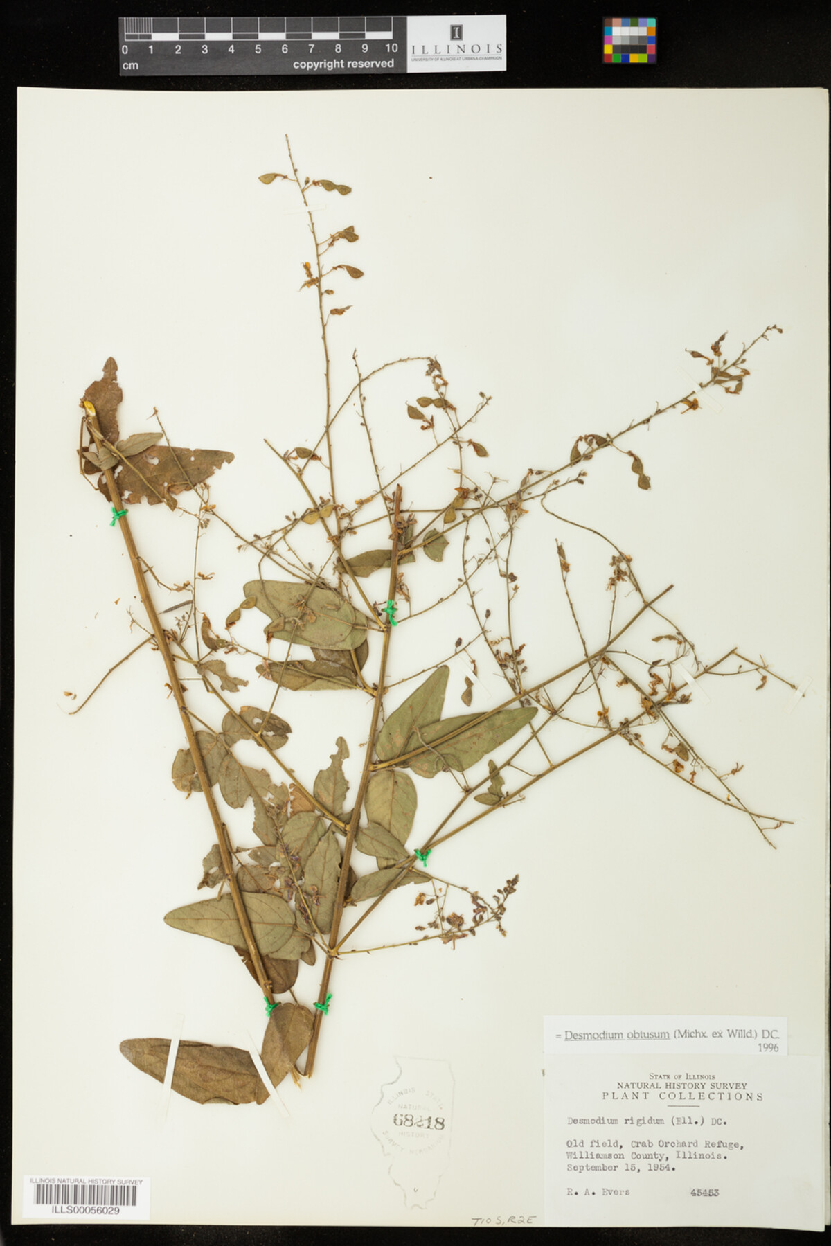 Desmodium obtusum image