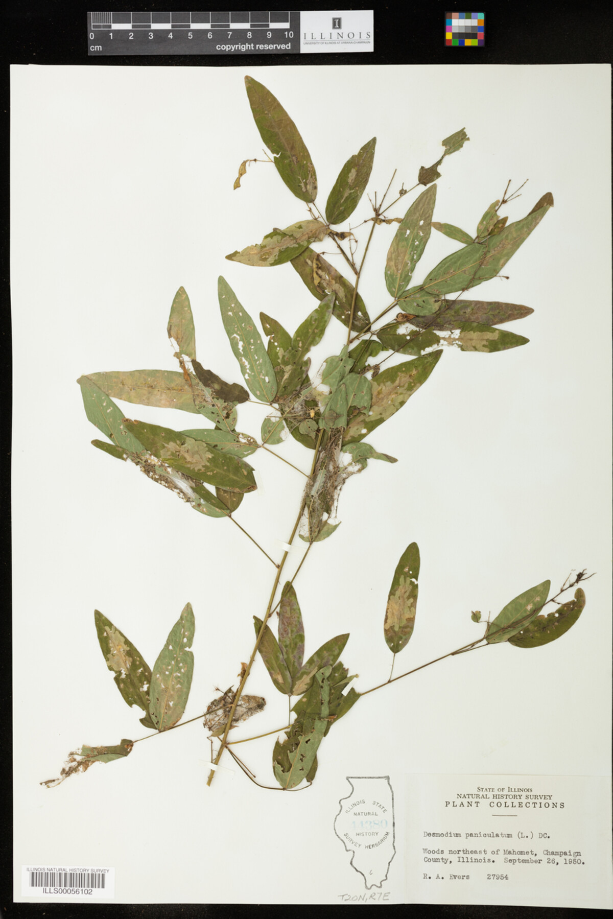 Desmodium paniculatum image