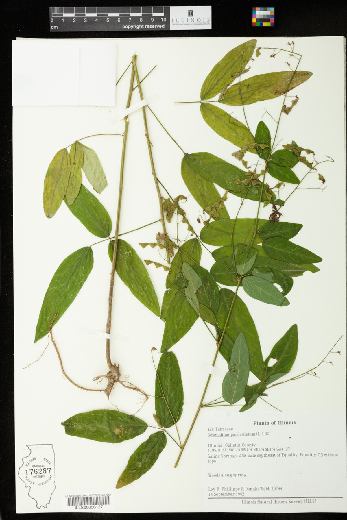 Desmodium paniculatum image