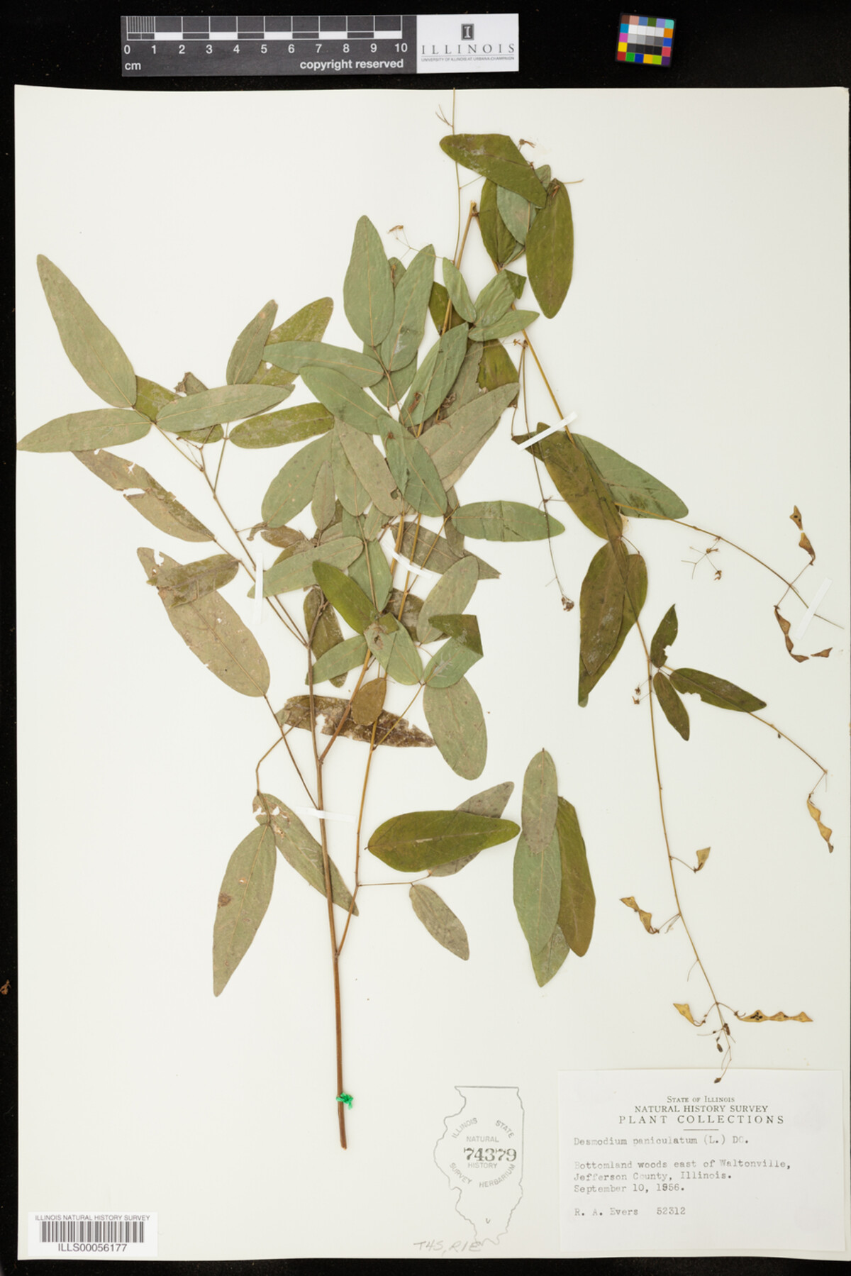 Desmodium paniculatum image