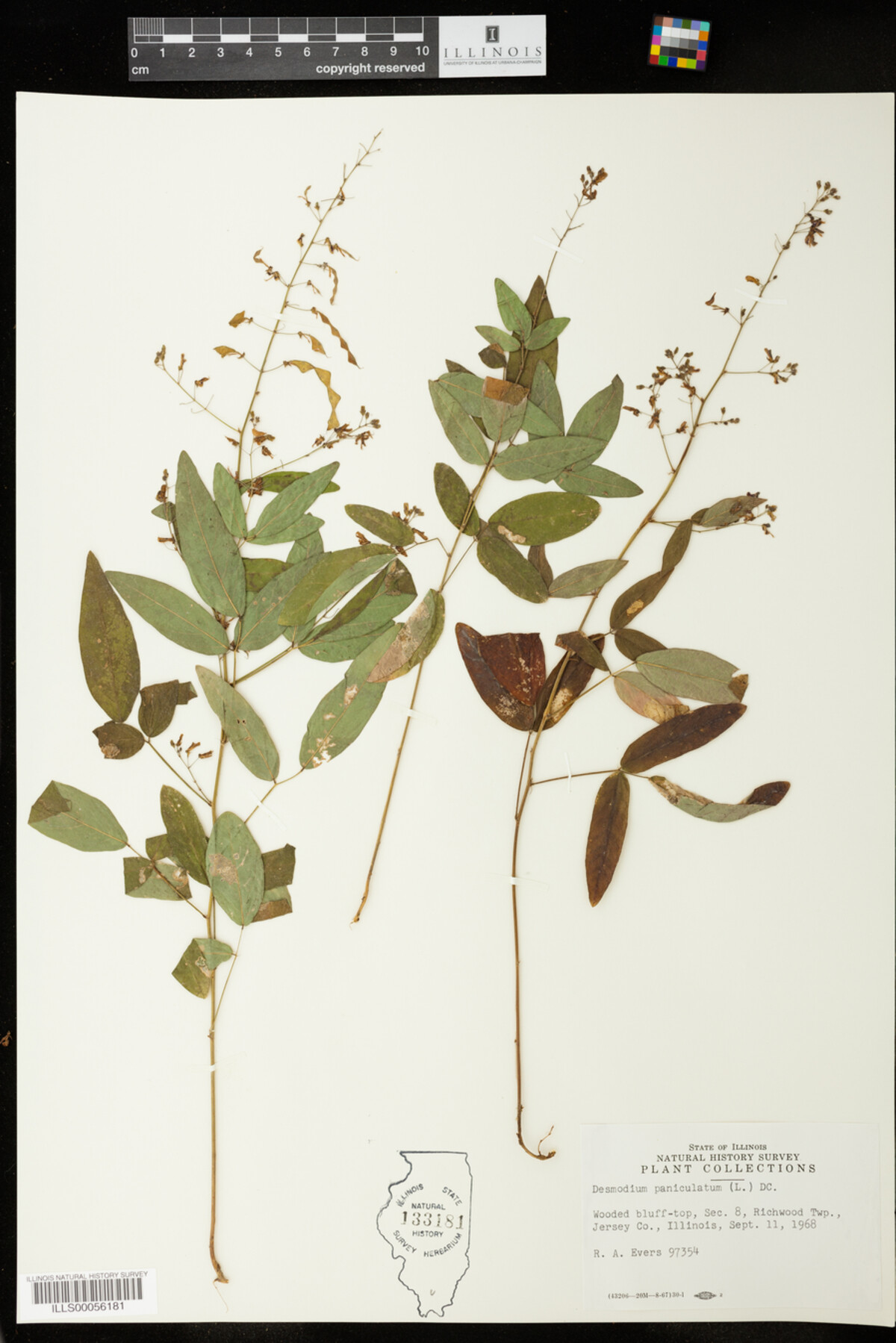 Desmodium paniculatum image