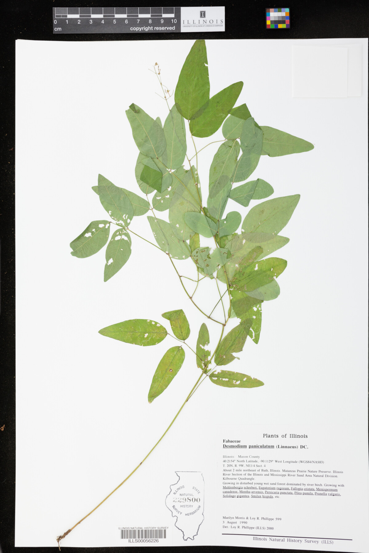 Desmodium paniculatum image