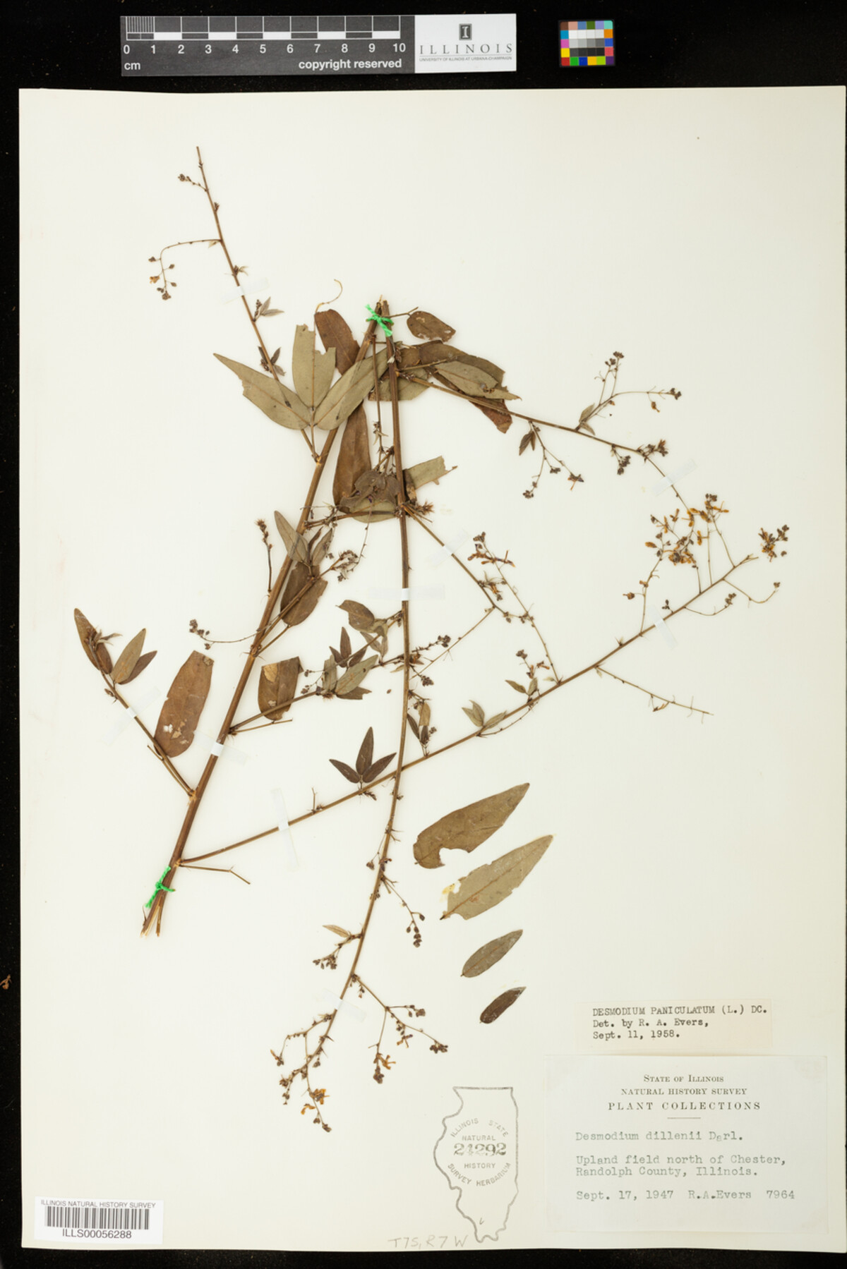 Desmodium paniculatum image