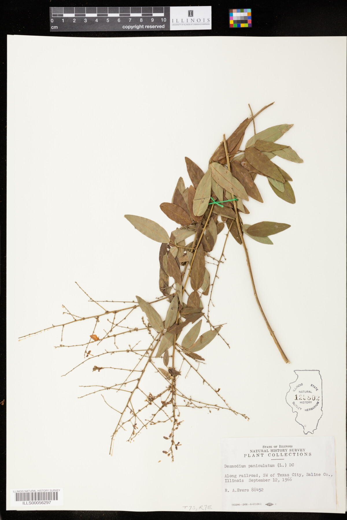 Desmodium paniculatum image