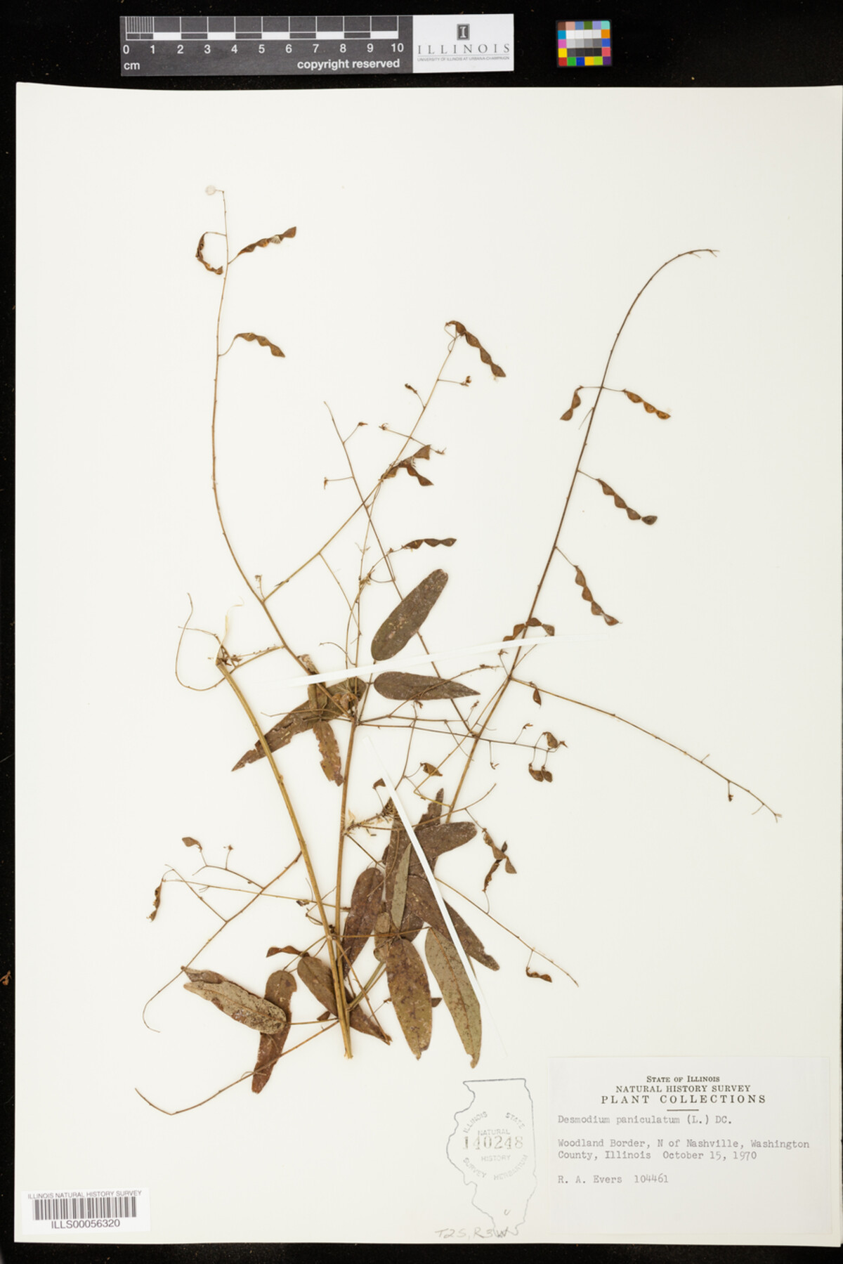Desmodium paniculatum image