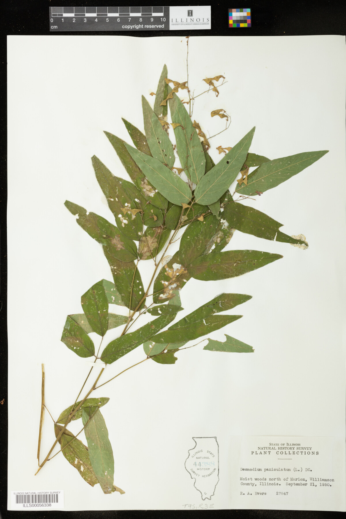 Desmodium paniculatum image