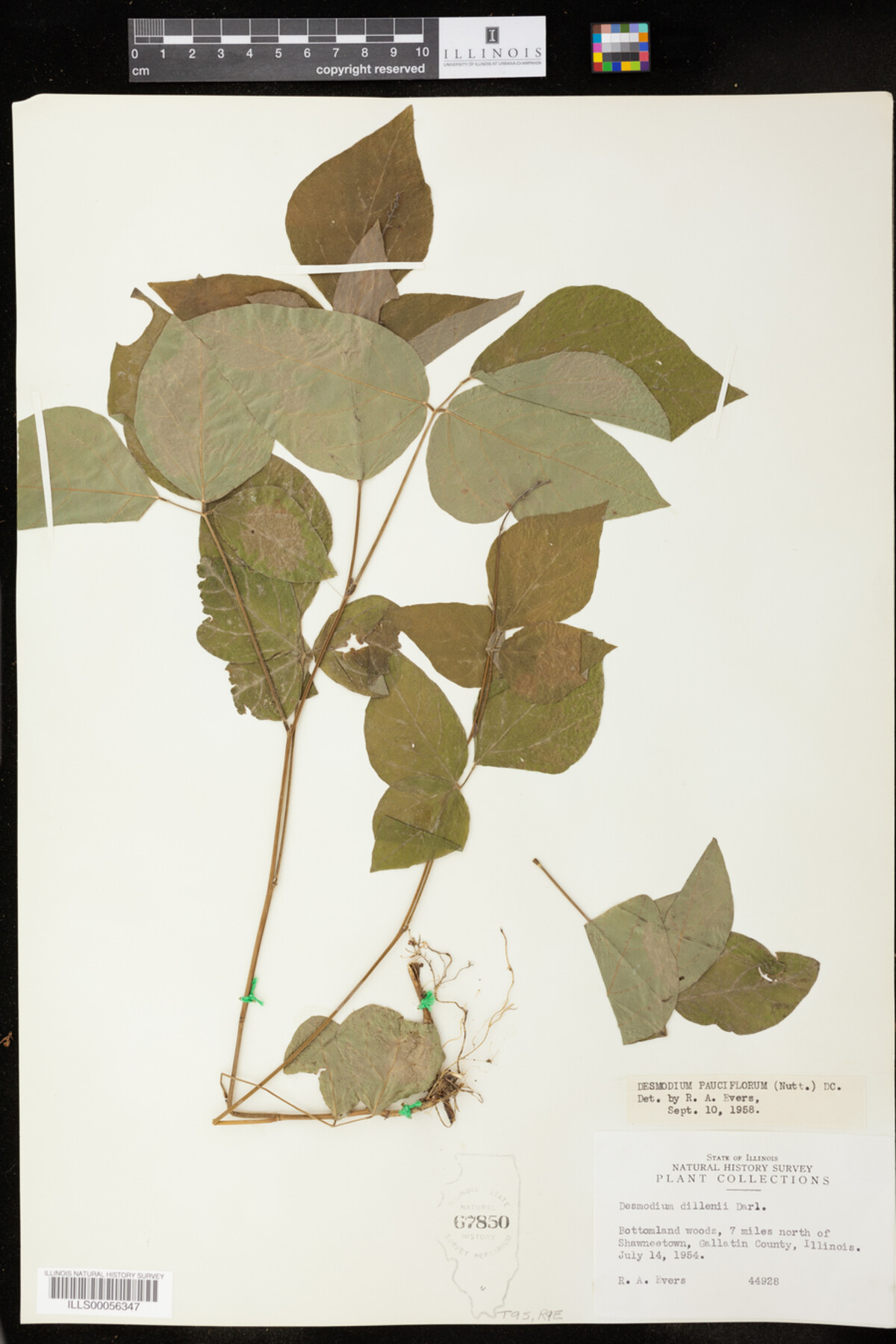 Desmodium pauciflorum image