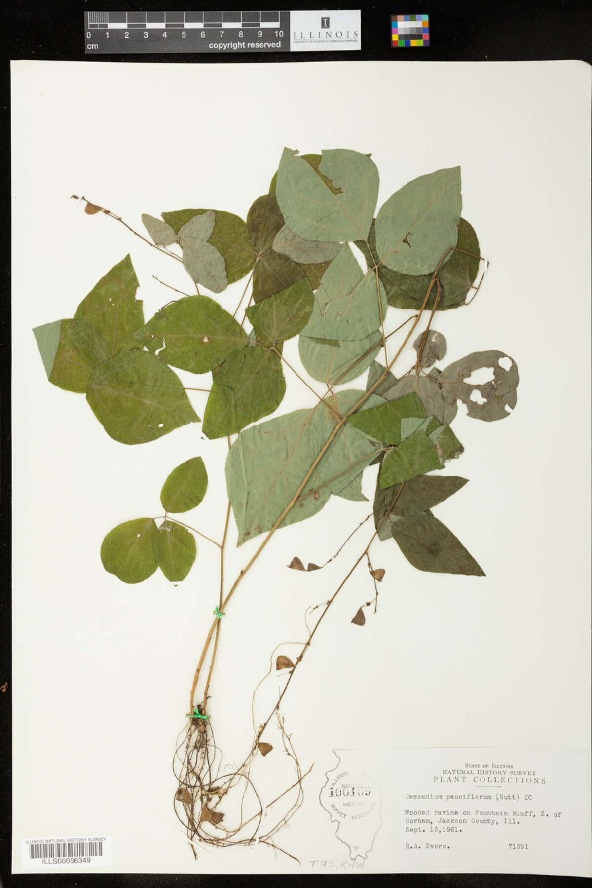 Desmodium pauciflorum image